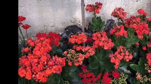 Como Cuidar E Plantar Kalanchoe Flor Da Fortuna Ou Flor Da Felicidade Youtube
