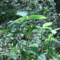 Image result for Arisaema mildbraedii