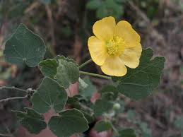 Image result for Sida veronicifolia