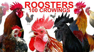Run metres, fantasy points scoring. Compilation 100 Roosters Crowing Ayam Cemani Brahma Leghorn Serama Silkie Wyandotte Chickens Youtube