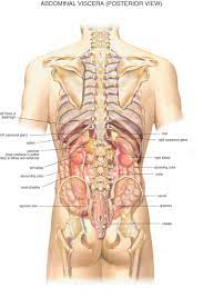 Male Anatomy From The Back In 2021 Human Body Organs Human Anatomy Female Anatomy Organs