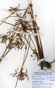 Image result for Cyperus pustulatus