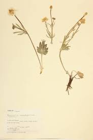 Image result for Ranunculaceae