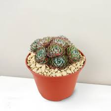 Image result for Humularia minima