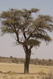 Image result for Acacia erioloba