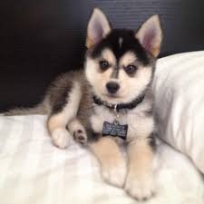 Black And White Pomsky Full Grown Skunkwire Cute And Funny Animal Pictures Cute Animals Puppies Cute Dogs