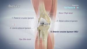 Ligaments are fibrous bands or sheets of connective tissue linking two or more bones, cartilages, or structures together. Acl Reconstruction Hamstring Method Video Medical Video Library