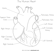 Free coloring sheets to print and download. The Human Heart Coloring Page Heart Diagram Parts Of The Heart Heart Coloring Pages