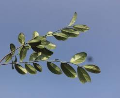 Image result for Suregada procera