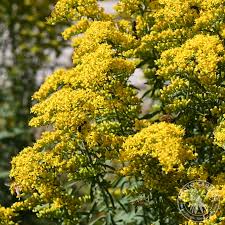 Image result for Solidago