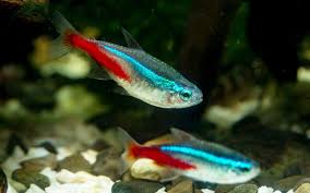 In fact, for every 2 pounds or 1 kilogram that a female koi fish weighs, she can lay up to 100,000 eggs. Neon Tetras Laying Eggs The Complete Guide Aquariumnexus