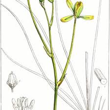 Image result for Triceratella drummondii