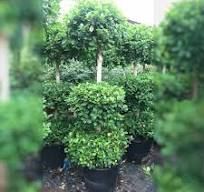 Ficus Panda - 3 Head, 200cm