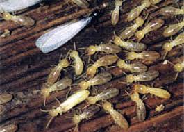 More of our backyard wildlife videos from hendersonville, nc and asheville, nc at. Termite Control In Blue Ridge Ga Termite Treatment