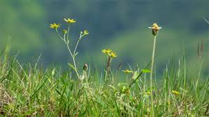 Image result for Pentanema indicum