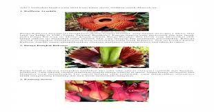 Bunga kana adalah tanaman yang tergolong tanaman luar dengan nama latin canna lily. Tumbuhan Dan Hewan Langka Doc Document