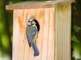 Vogelhaus mit Kamera: Nistkästen und Futterstätten im Vergleich | STERN.de