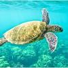 Overview conservation & management science resources. Https Encrypted Tbn0 Gstatic Com Images Q Tbn And9gcqotnaj7bv 7xyh1x Tutnayrxyqrwfrsx6gbl95t4mnnhj6lku Usqp Cau