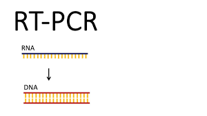 Is defined as pcr cycles in which a reporter fluorescent signal is accumulating but is beneath the limits of detection of the instrument. How We Test For Sars Cov 2 Rt Pcr Reverse Transcription Pcr Youtube