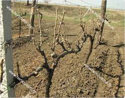 In ferestrele de iarna se pot face lucrari in plantatia viticola. Tipuri De Taiere In Uscat La Vita De Vie Tipul Arhitectonic De Taiere Horticultorul Ro