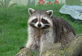 وصور مقطع فيديو تم نشره على شبكة. Ø­Ù‚Ø§Ø¦Ù‚ Ø¹Ù† Ø­ÙŠÙˆØ§Ù† Ø§Ù„Ø±Ø§ÙƒÙˆÙ† Ù…ÙˆØ«ÙˆÙ‚