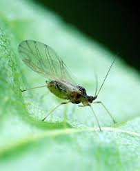 Aphids are tiny insects that are pinhead to match head in size and range in color from white to pink, pale green and black. Aphids Wisconsin Vegetable Entomology