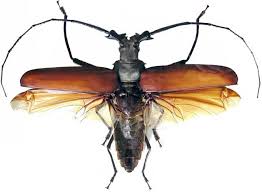 Image result for Enneapogon pretoriensis