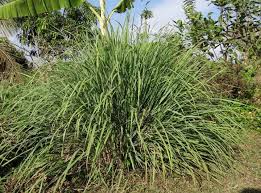 Rabbits will love to find a way into your. Plants That Repel Mosquitoes And Other Insects The Old Farmer S Almanac
