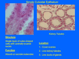 Epithelial Cells Structure One Surface Of The Cell Is Exposed To The Outside Exposed Surface The Other Is Anchored To Connective Tissue Holding The Ppt Download