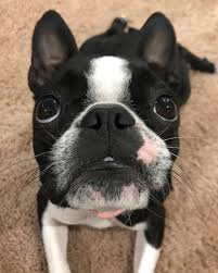 Boston Terrier World On Instagram By Olive And Gus Tap The Link In My Bio Bostonterrier World To Shop Ori Boston Terrier Boston Terrier Puppy Terrier