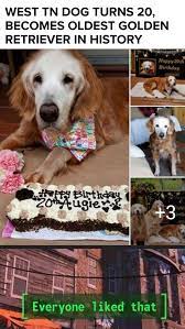 Reddit The Front Page Of The Internet Old Golden Retriever Golden Retriever Retriever