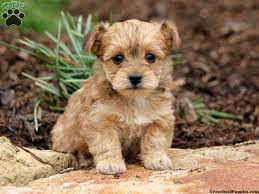 Dad was a patterdale terrier and so was the mother both can be seen. Yorkie Poo Puppies For Sale