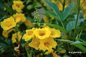 Yellow flower meanings in history. Yellow Bells For Warm Season Color Azplantlady Com