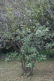 Image result for Maesa lanceolata