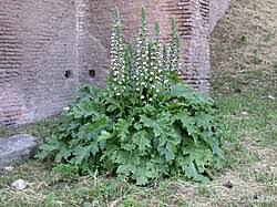 Image result for Acanthus mayaccanus