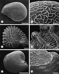 Image result for Gisekiaceae