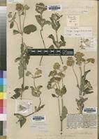 Image result for Bothriocline