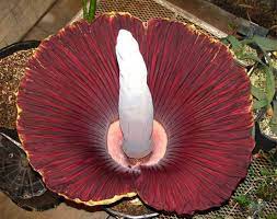 Naughty By Nature The Most Disgusting And Deadly Flowers Corpse Flower Rare Flowers Corpse Flower Bloom