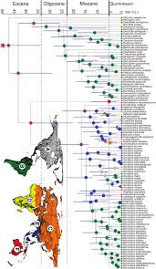 Image result for Manniella