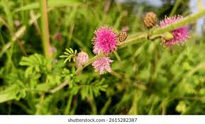 Image result for Mimosa diplotricha