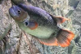 Macam Jenis Ikan Gurame Peternak Super Marga Tiga Ikan Jenis Ikan Air Tawar