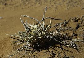 Image result for Centropodia