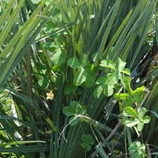 Image result for Coccinia adoensis