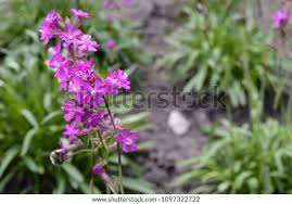 Image result for Silene kiwuensis