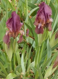 Image result for Disperis reichenbachiana