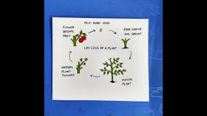 Check spelling or type a new query. How To Draw Plant Life Cycle Step By Step Plant Life Cycle Poster Drawing Seed Germination Process Youtube