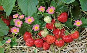 Erdbeeren Pflege Pflanzen Dungen Und Schneiden Pflanzen Garten Garten Pflanzen