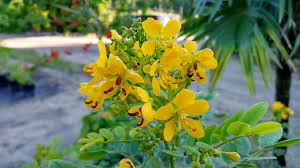 Image result for Senna floribunda