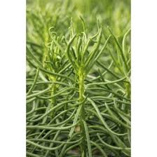 Image result for Senecio propior