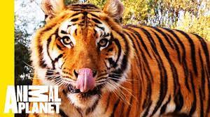 A Cause With Claws Global Tiger Day And Project C A T Youtube